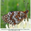 melitaea phoebe daghestan 1